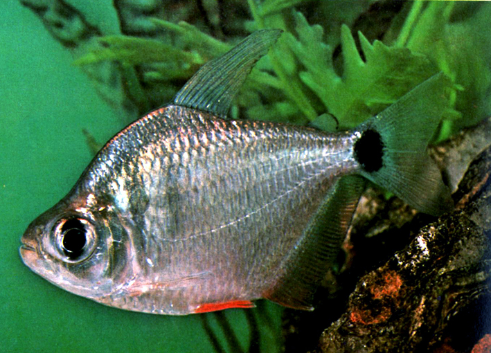 Tetragonopterus argenteus