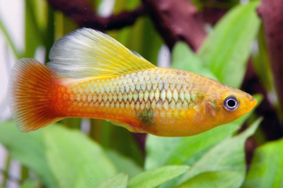 platy variatus Poeciliidae