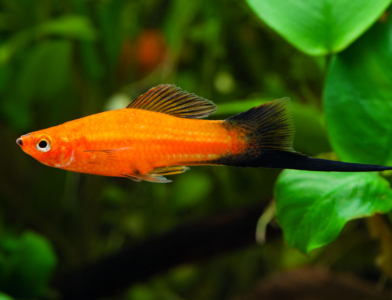 Xiphophorus hellerii