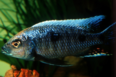 Copadichromis chrysonotus Cichlidae