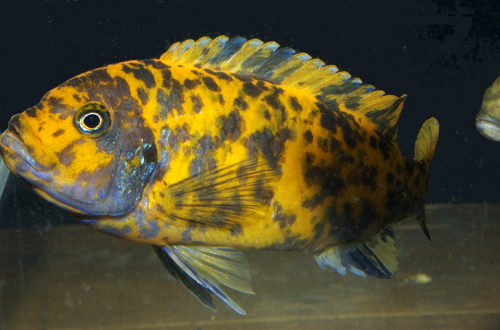 Maylandia estherae - Cichlidé Zèbre