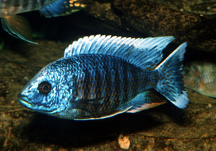 Copadichromis jacksoni
