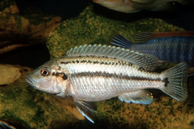 m'buna mangeur d'écailles Cichlidae