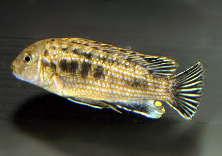 Labidochromis maculicauda