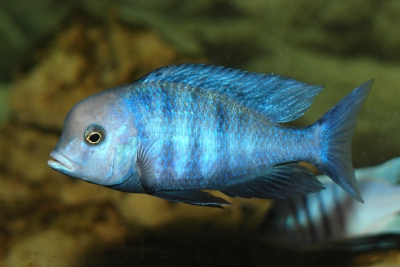le dauphin bleu Cichlidae