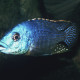 picture of Protomelas ornatus
