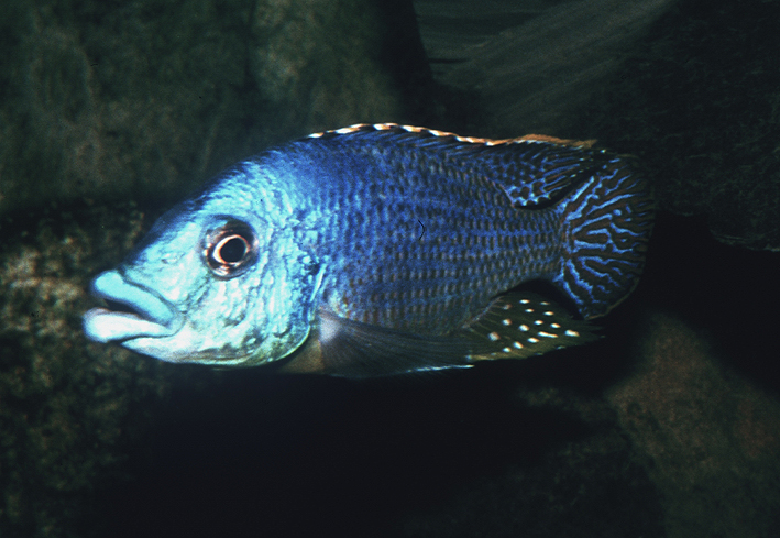 Protomelas ornatus