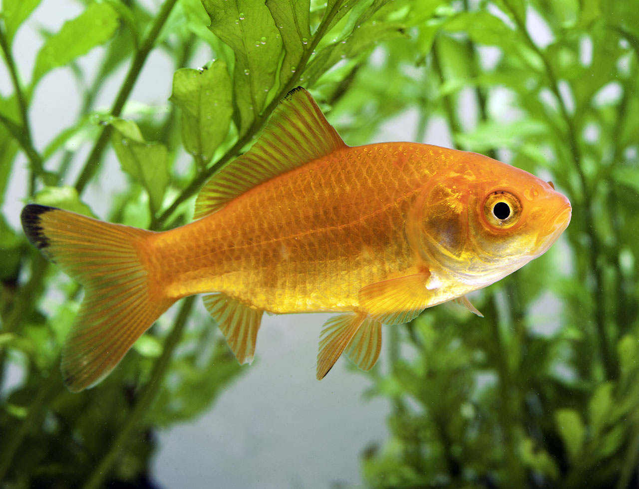 Carassius auratus