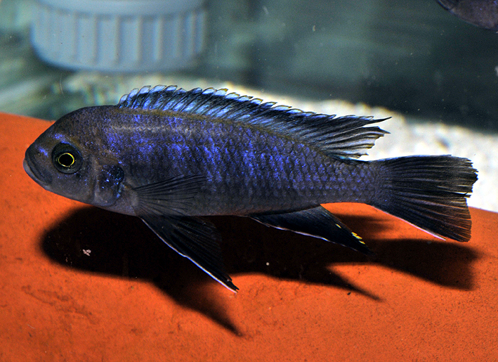 Cynotilapia sp. Lion's Cove Magunda