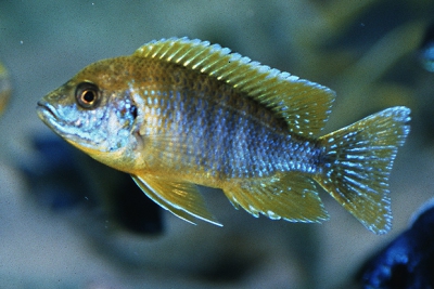 Aulonocara sp. Mamelela Cichlidae