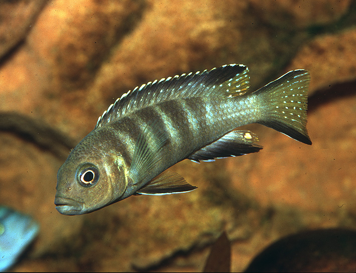Maylandia sp. Patricki