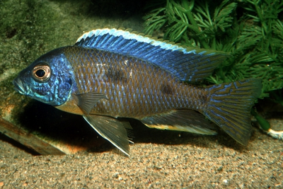 Utaka Cichlidae