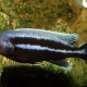 picture of Melanochromis vermivorus