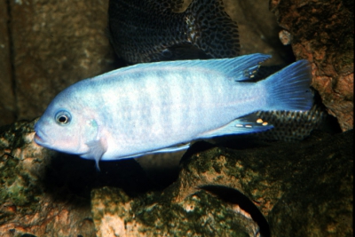 pseudo-zébra Cichlidae