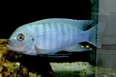 Zébra Cichlidae