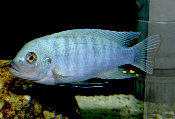 Maylandia aff. zebra "Chizumulu"