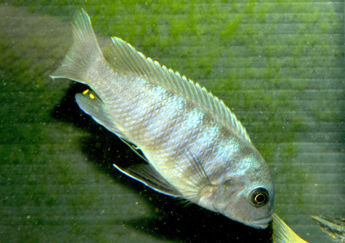 Maylandia zebra