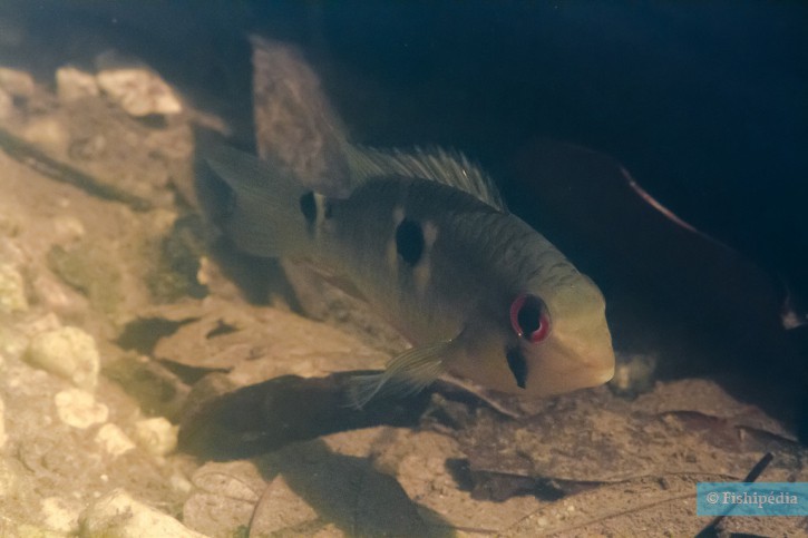 Krobia guianensis - Krobia yeux rouges