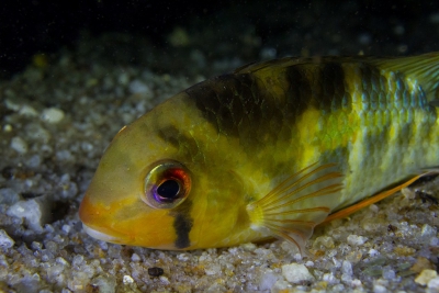 Espèce : Krobia guianensis
