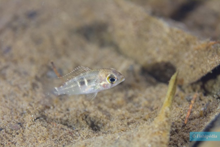 Krobia guianensis - Krobia yeux rouges