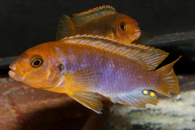 cichlidé lavande Cichlidae