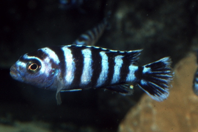 Démasoni Cichlidae