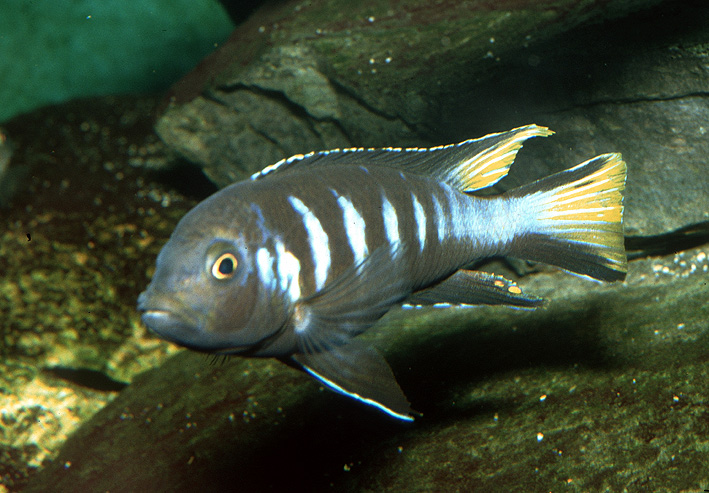 Chindongo elongatus Chewere