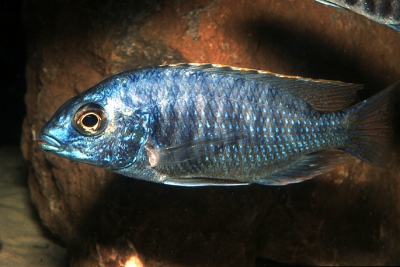 Haplo fenestratus Cichlidae