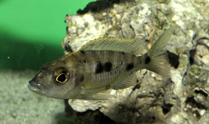 Otopharynx lithobates - Lithobates
