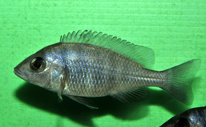 Placidochromis phenochilus Mdoka - phenochilus Mdoka