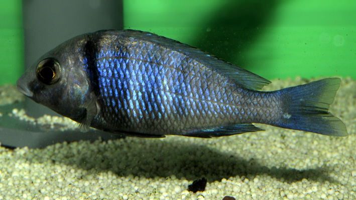 Placidochromis phenochilus Mdoka - phenochilus Mdoka