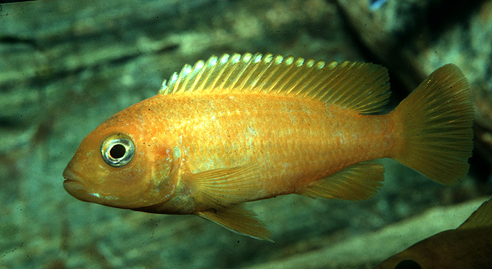 Chindongo saulosi - Saulosi