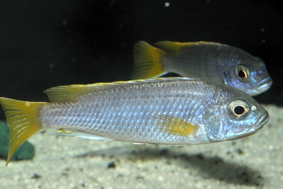 Acei Cichlidae