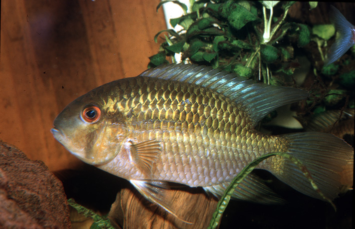 Krobia guianensis - Krobia yeux rouges