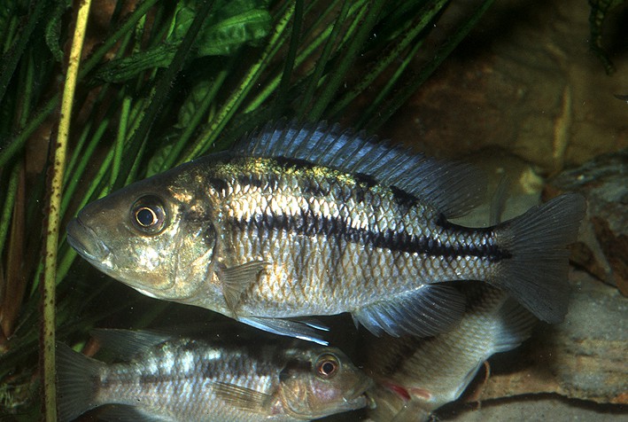 Protomelas taeniolatus - Namalenje