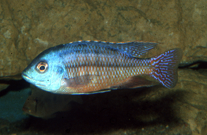 Protomelas taeniolatus - Namalenje
