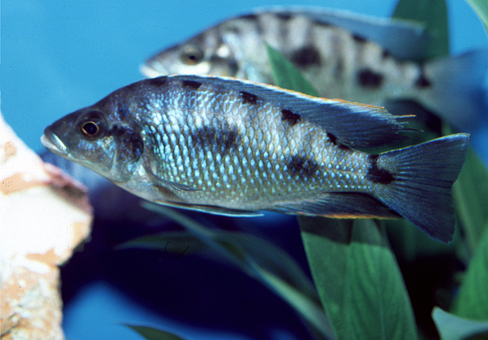 Otopharynx walteri Nakatenga