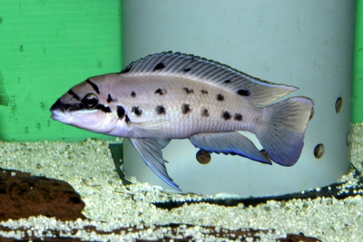 Ndobhoi Cichlidae