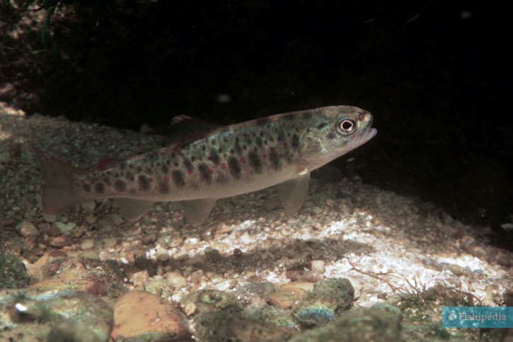 Salmo trutta - truite fario