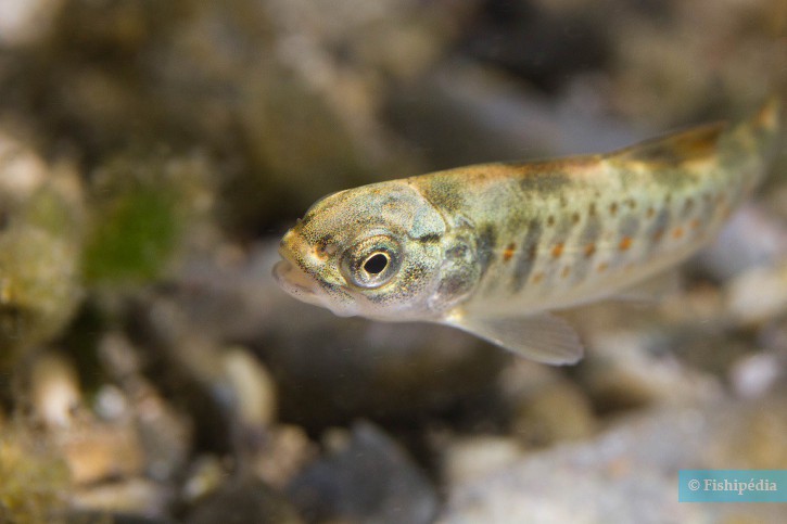 Salmo trutta - truite fario