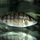 picture of Gnathochromis pfefferi