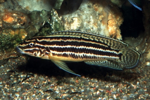 Julidochromis regani