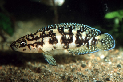 Gombi Cichlidae