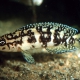 picture of Julidochromis sp. Gombi