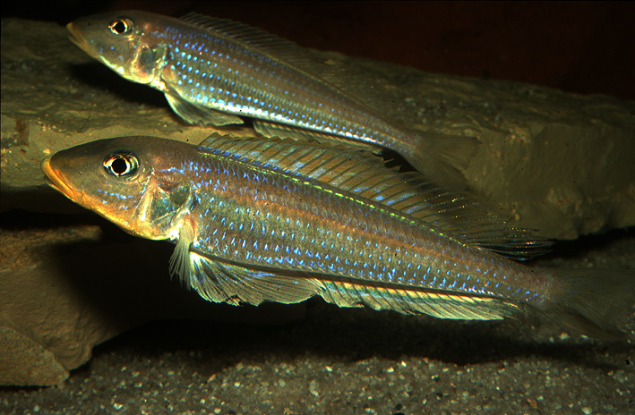 Xenotilapia sp. Kilesa - Kilesa
