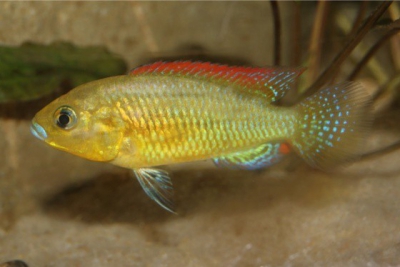 Pseudocrenilabrus multicolor Cichlidae
