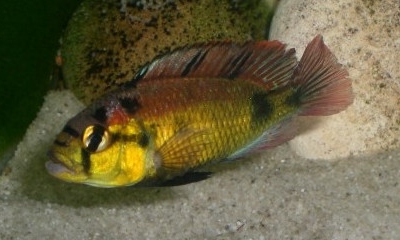 Haplochromis aenocolor Cichlidae