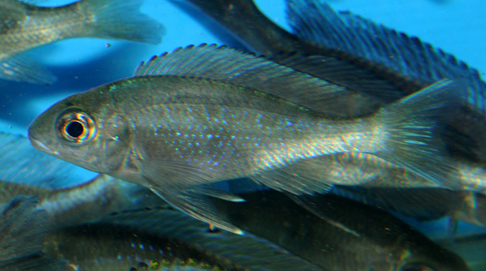 Ophthalmotilapia boops - Ophthamo aux grands yeux