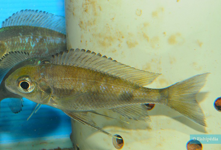 Ophthalmotilapia boops - Ophthamo aux grands yeux