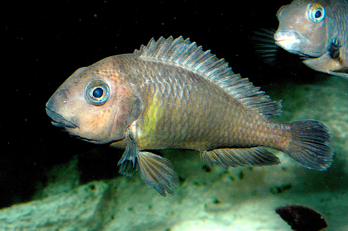 Tropheus brichardi - Brichardi